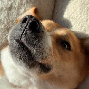 Meet your Posher, Owen